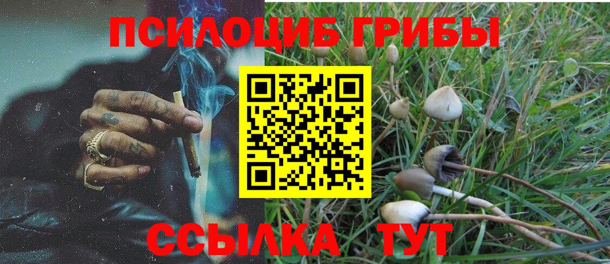 Галлюциногенные грибы Psilocybe Сальск